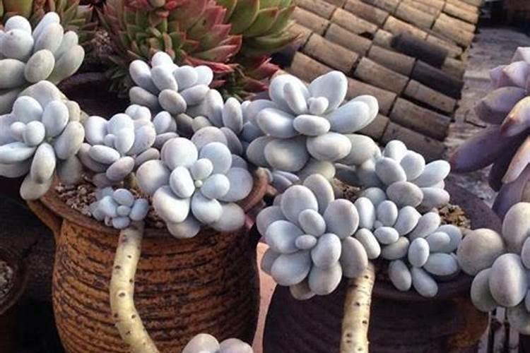 多肉植物能喷磷钾肥吗