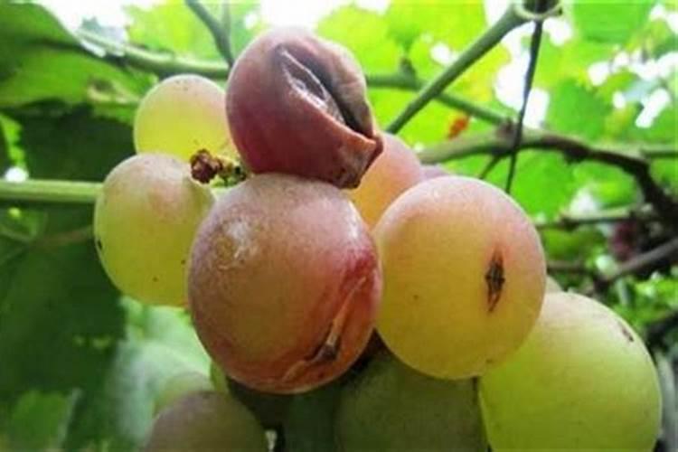 葡萄裂果的原因和防治