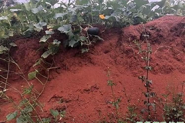 硼肥怎么施效果最好