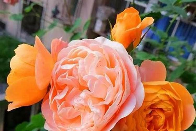 月季应该如何施肥算正确