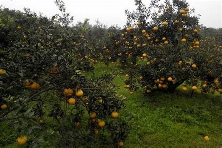 丑橘应该在什么时候种植 丑橘怎么养殖比较好