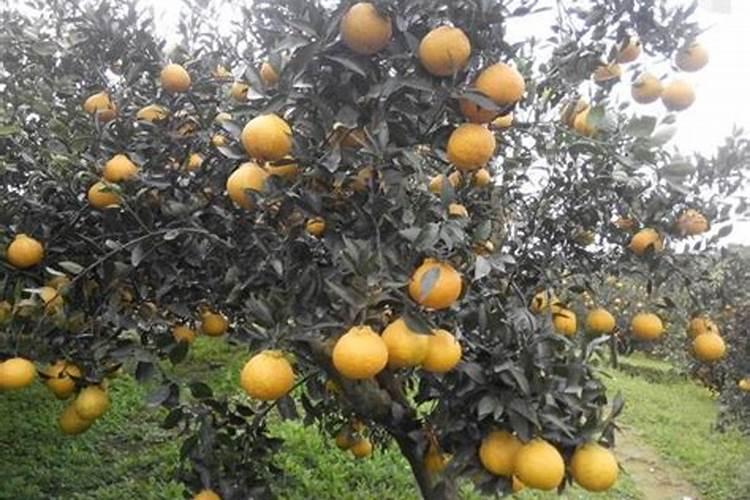 丑橘盆栽养殖方法