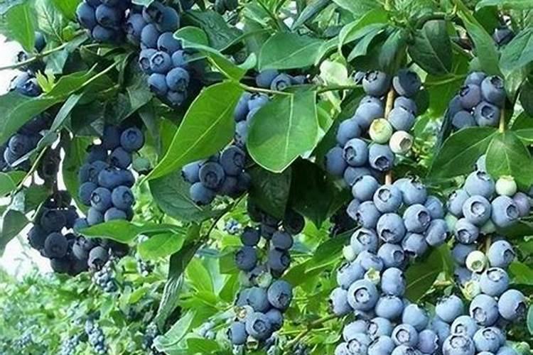 蓝莓冬季施肥方法 什么时间施肥最好