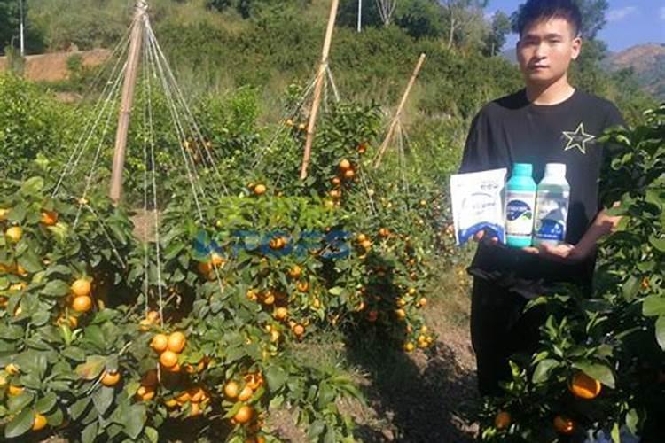 柑橘施肥时间和用量？柑橘叶面肥有哪些？