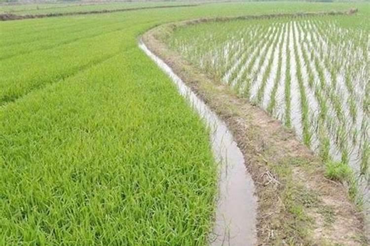 水稻可撒磷肥吗