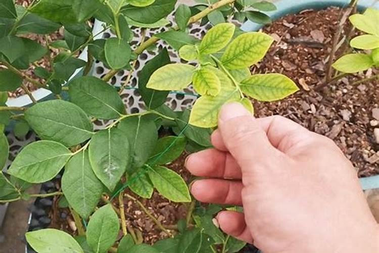 植物叶子发黄缺什么肥