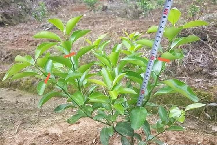 沙糖桔肥料那种最好