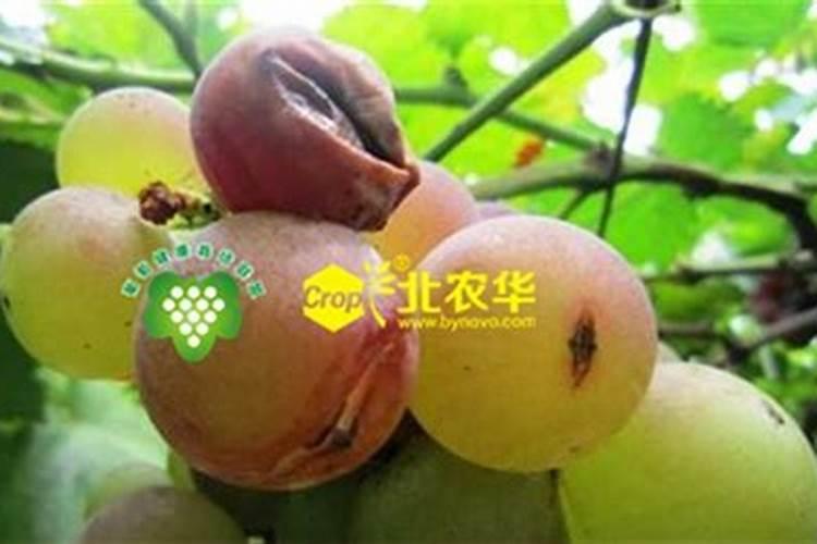 葡萄裂果的原因和防治