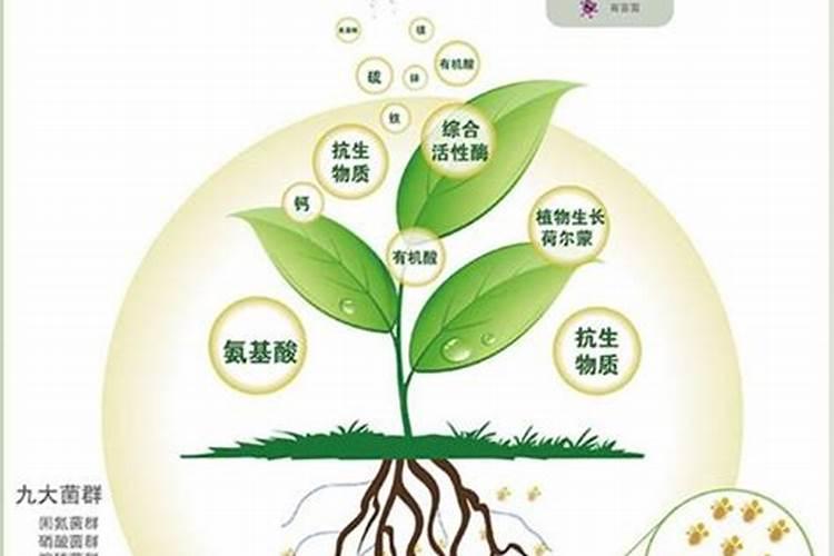 世界顶级!成功的经销商必须抓住的一款高端肥!