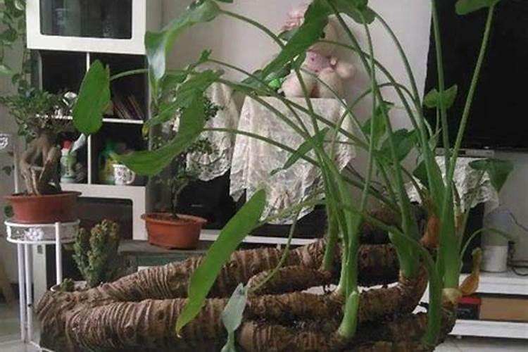 水培植物放什么长得好,可以放复合肥吗