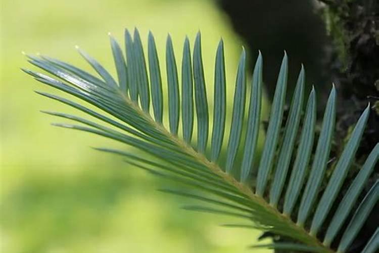 铁树用什么肥料好