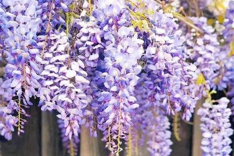 为什么紫藤只长叶子不开花