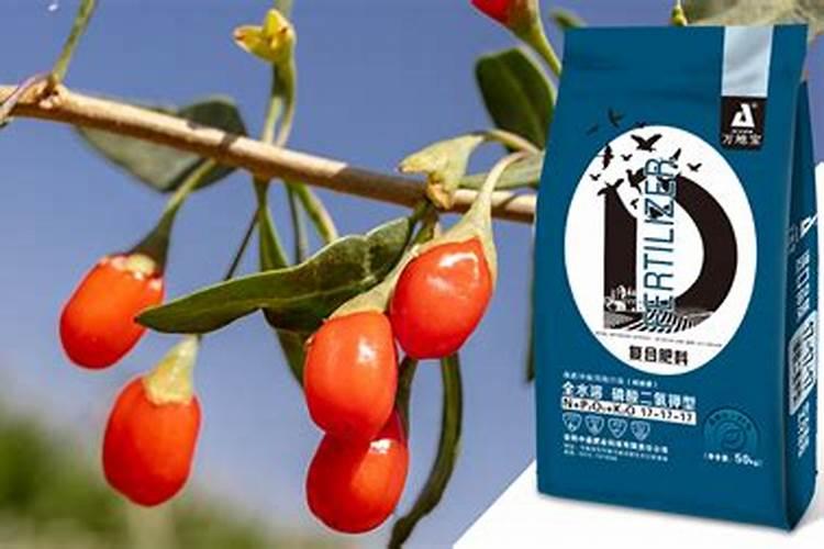 黑枸杞如何施肥可高产 黑枸杞化肥使用常见误区