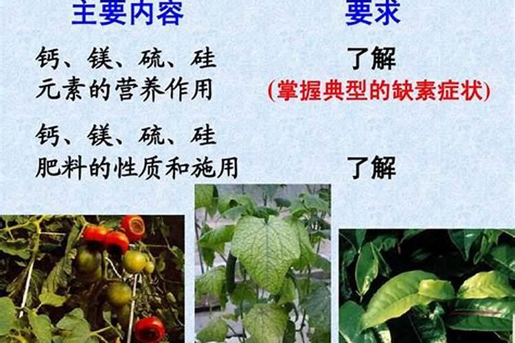 钾钙镁水溶肥的作用