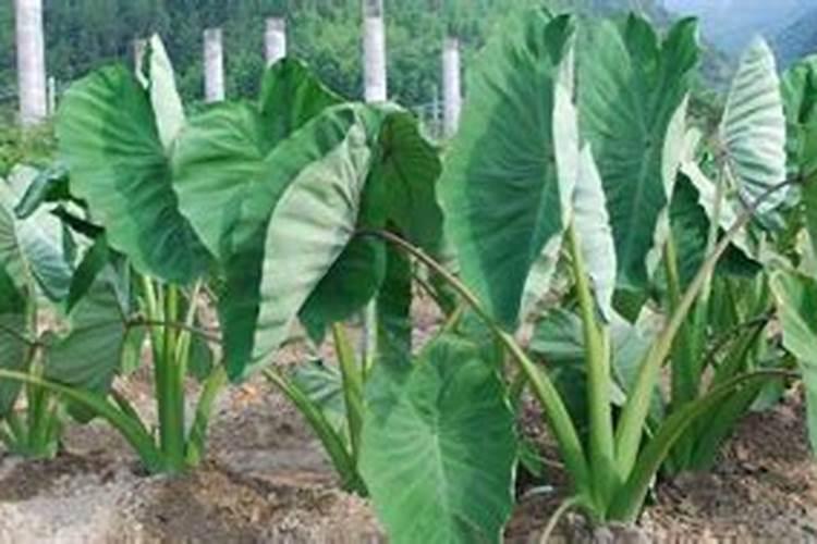 芋头7月份要施肥吗