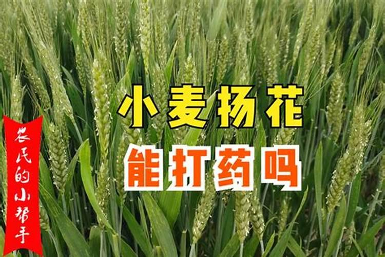 小麦扬花期能用无人机打叶面肥吗