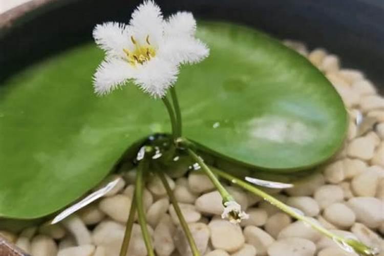 一叶莲水培怎么换水