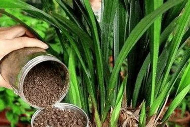 妃子笑荔枝全开雌花怎么办