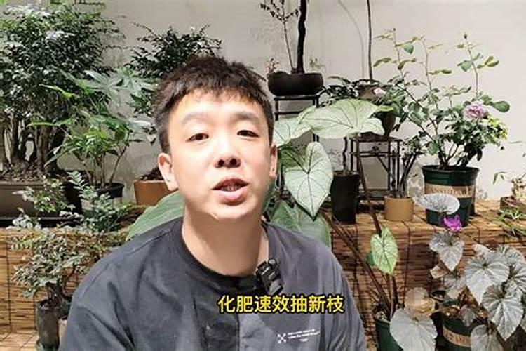 养花用的有机肥有那些 有机肥和无机肥两大类