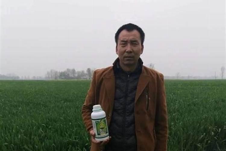 生姜根部增大要用什么肥料？生姜根茎块膨大素哪家好？