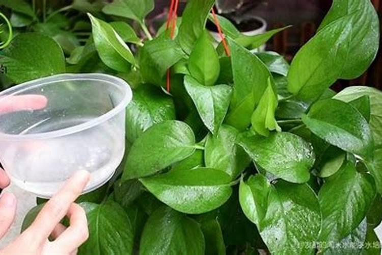 怎样给绿萝施肥浇水？