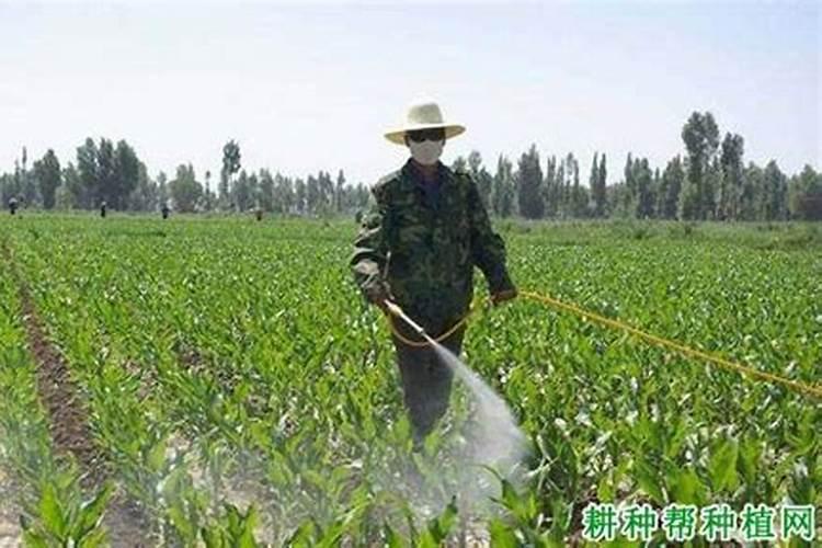 玉米授粉期可以打叶面肥吗