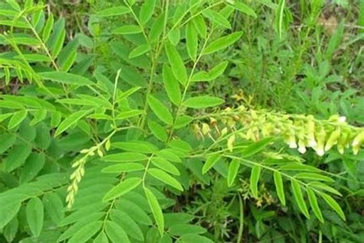 花怎么养才不会枯萎