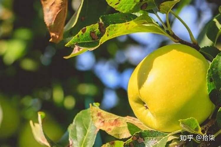 苹果快成熟时候可不可施肥？