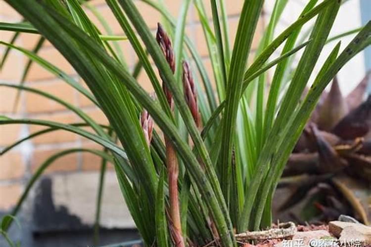 蕙兰的养殖方法和注意事项