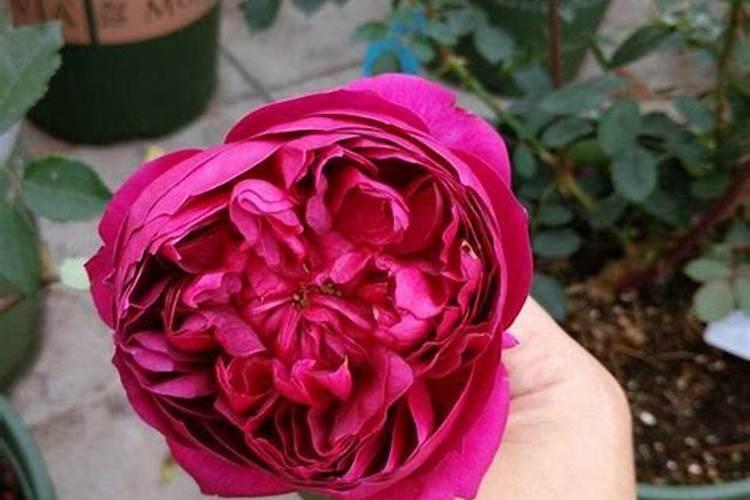 阳台如何种红龙