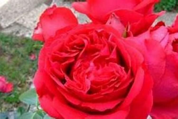 红龙蔷薇怎么养才能开花 如何养才能让红龙蔷薇开花