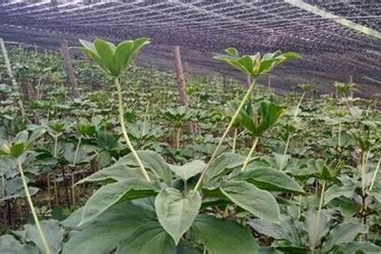 怎么样种植重楼