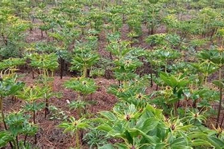 重楼种植技术管理 重楼怎么种植比较好