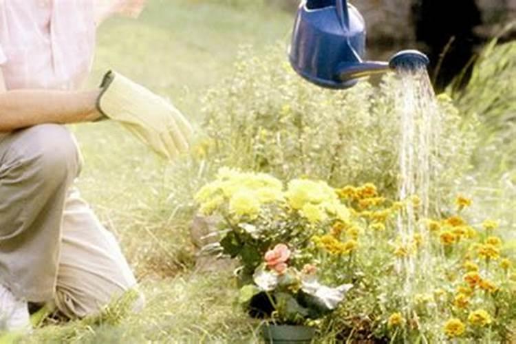 种菜花用什么㡳肥