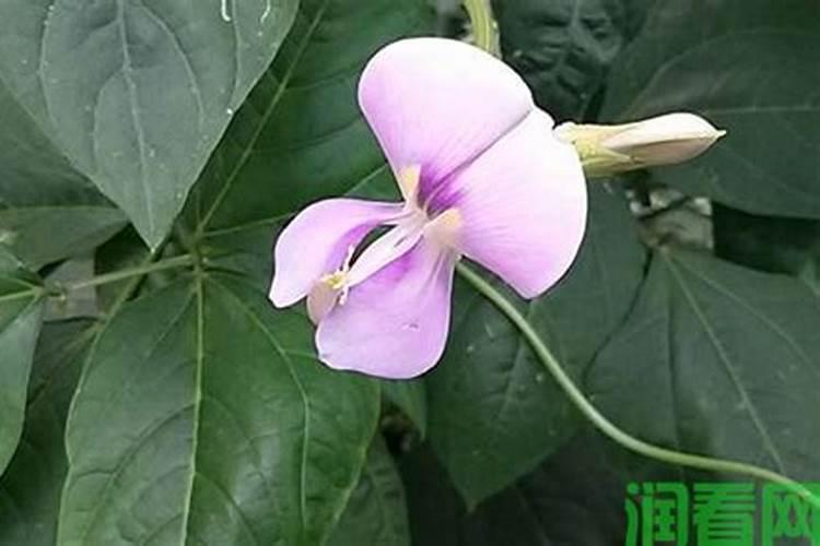 豆角结荚期怎样施肥