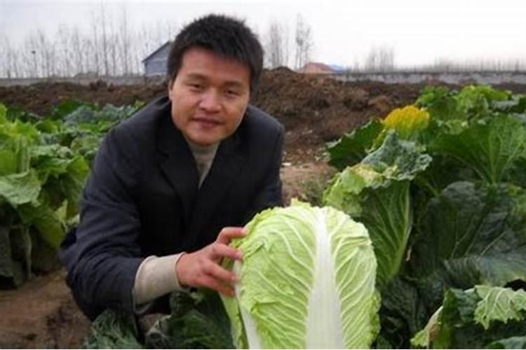 白菜可以用磷肥吗