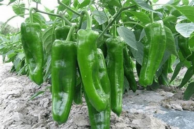 古代金砖是什么材料