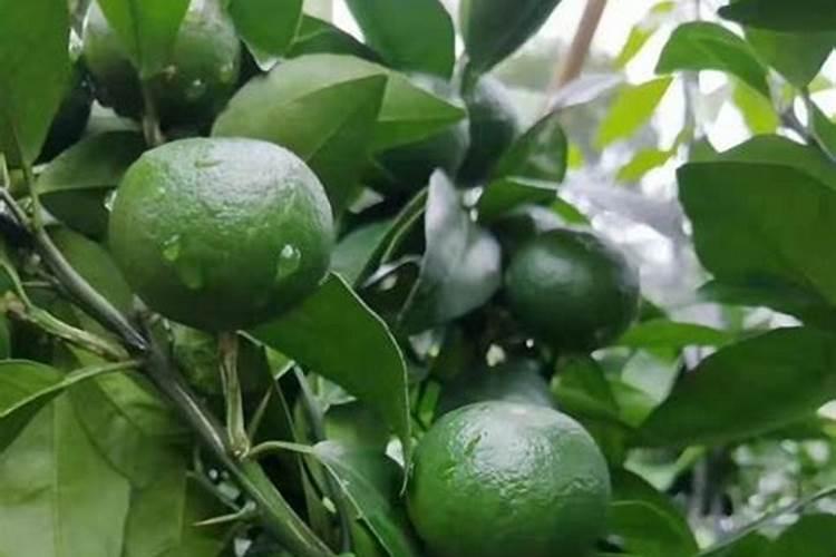 柑橘膨果期可以打代森锰锌吗