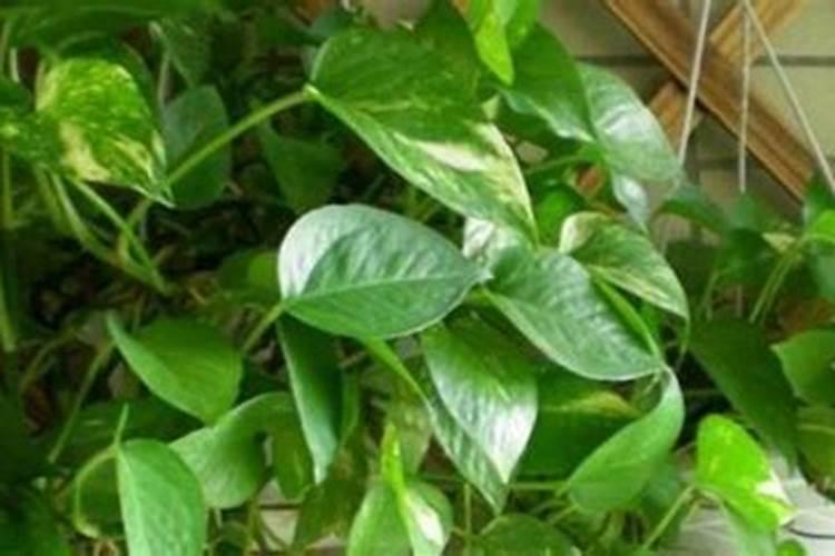 绿萝施氮肥多少比例