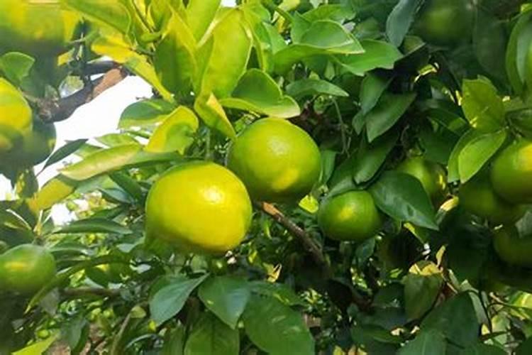 沃柑全年施肥时间表