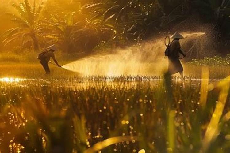 什么是三元复合肥