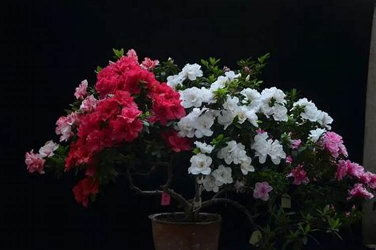 杜鹃花如何施肥