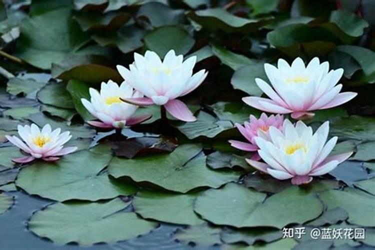 睡莲长多少叶开花 并且使用磷钾肥比较好