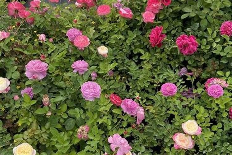 月季花多久施肥一次何时施肥如何施肥