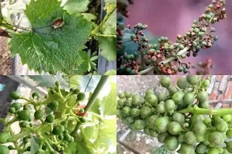 植物缺硼会怎样