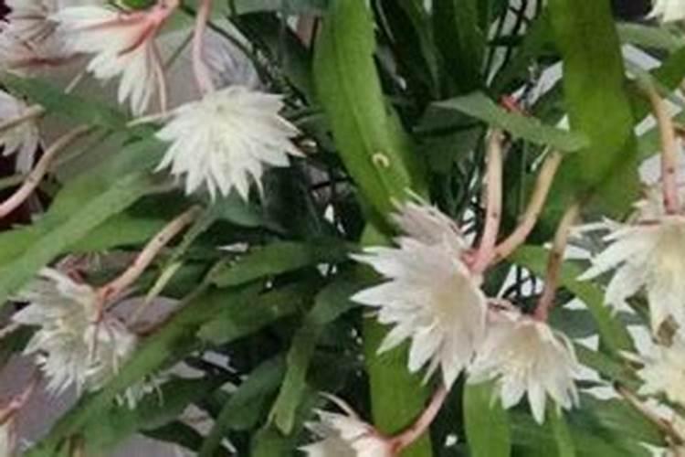 昙花施什么肥最好