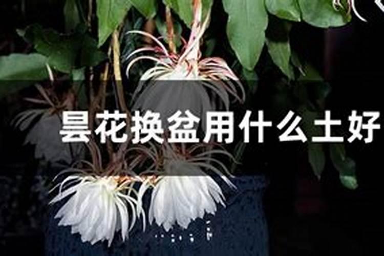 昙花什么时候下摧花的肥料