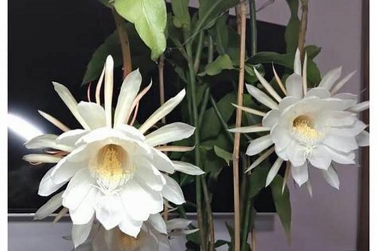 昙花施肥用什么肥料,长花蕾的时候可以施肥吗