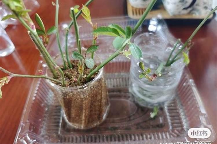 黄腐酸钾能当生根剂吗