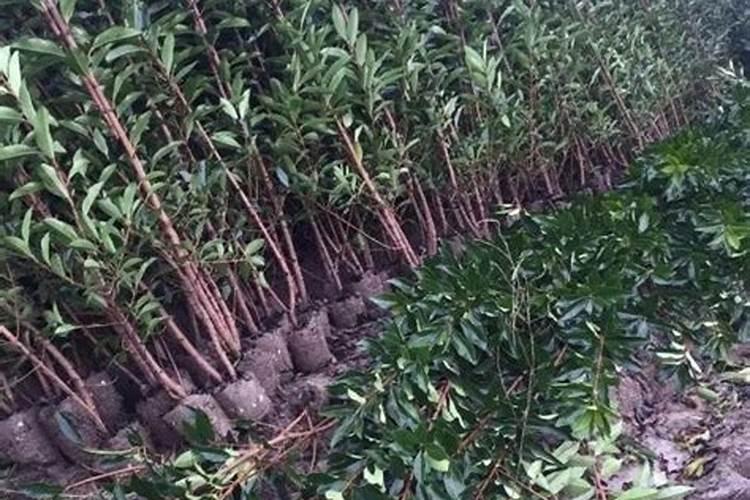 法国冬青栽植注意事项